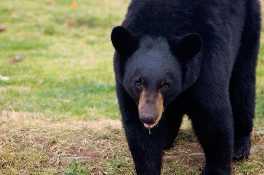 El Museo del Desierto en Saltillo cuenta actualmente con una población de siete osos negros. (ARCHIVO)