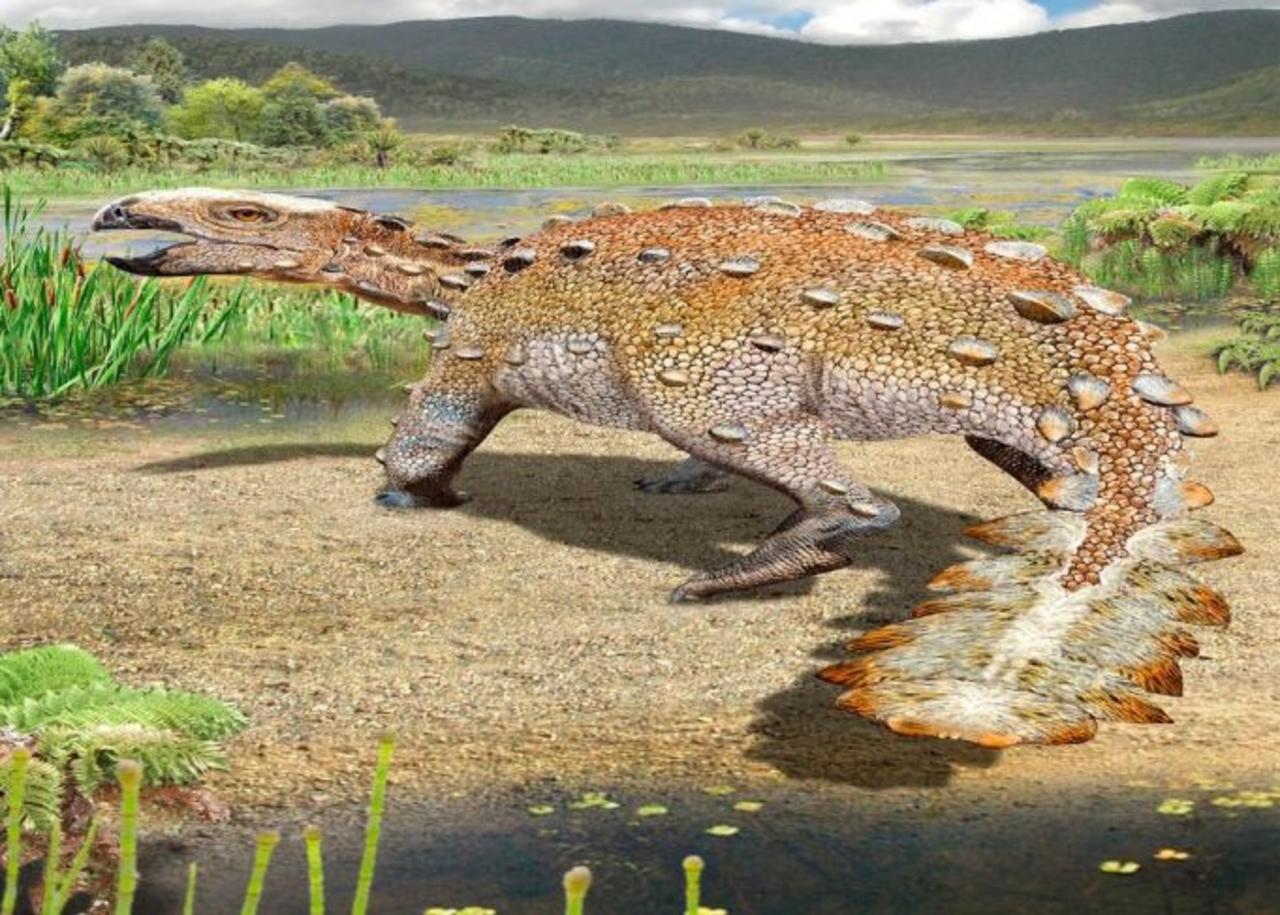 Varios restos fósiles encontrados en Chile pertenecieron a una especie de dinosaurio de apariencia extraña y de la altura de un perro que tenía una cola única: le servía de arma cortante, anunciaron los científicos. (ESPECIAL) 
 
