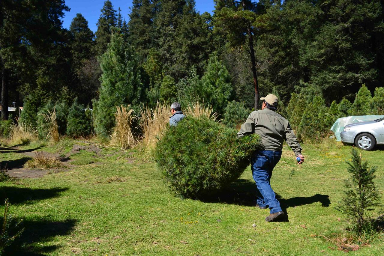 Al concluir la temporada, aquellos árboles naturales utilizados como adornos navideños, deberán canalizarse a los Centros de Acopio que establecerán las autoridades municipales. (ARCHIVO) 