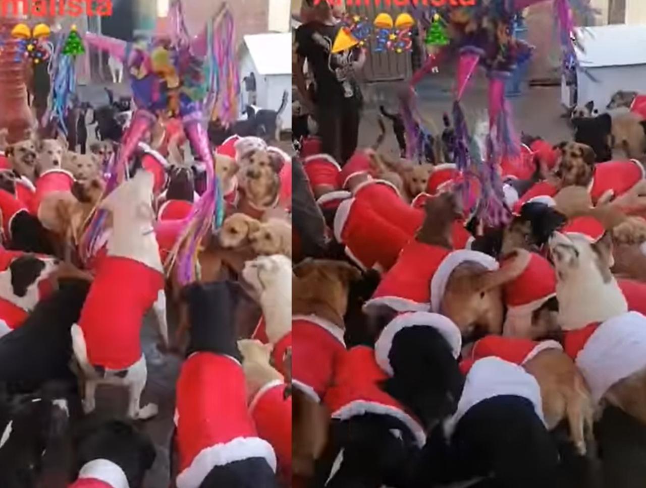 El refugio Luis Animalista en la Ciudad de México, celebró la posada de los perritos con todo y piñatas que estuvieron rellenas de salchichas (CAPTURA)  