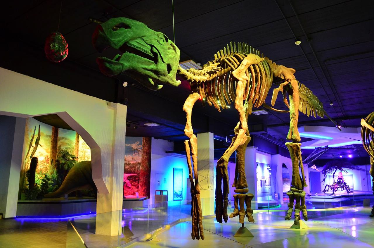 En el marco de su 33 aniversario, el Museo Regional de Historia de Colima (MRHC) tiene como huésped al sabinosaurio coahuilense, quien permanecerá en el recinto hasta abril de 2022.
