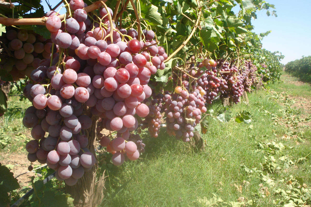 Al mes de noviembre se han producido 448 mil toneladas de uva.