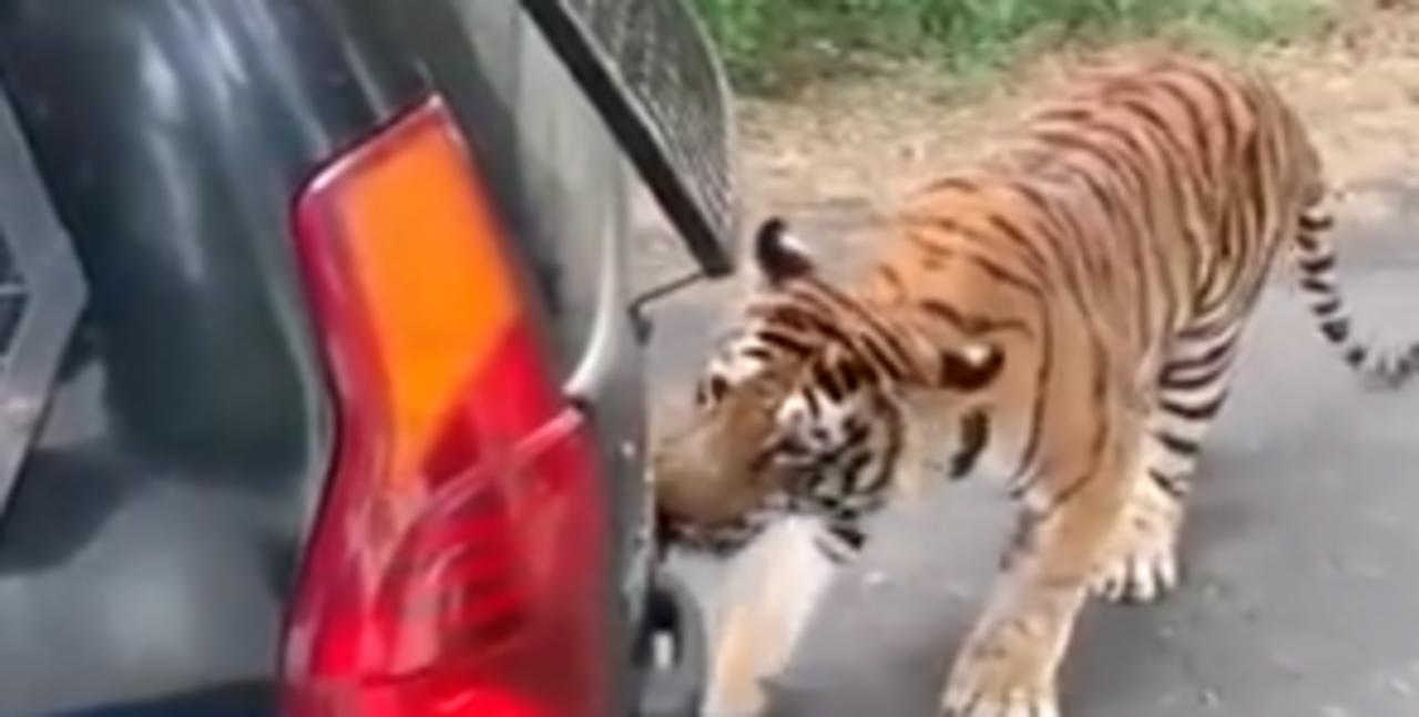 Tigre Ataca A Un Auto Lleno De Turistas Y Le Arranca El Parachoques