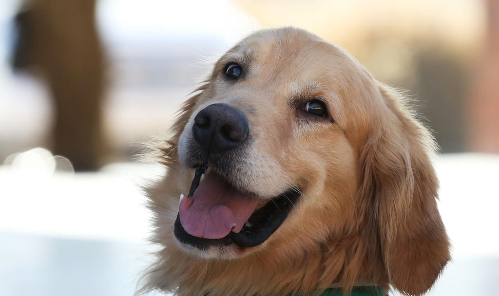 El cerebro de los perros puede detectar el habla y mostrar diferentes patrones de actividad ante un idioma conocido y otro desconocido, según un estudio que NeuroImage. (ESPECIAL) 