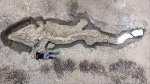 Un empleado de la Reserva Natural de Rutland Water, en Inglaterra, halló por casualidad el fósil de un enorme 'dragón marino' (ictiosaurio), según revela la cadena pública británica BBC. (ESPECIAL) 