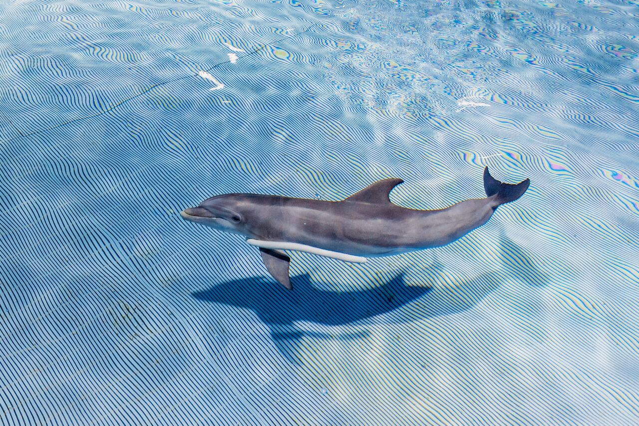 Al igual que el ser humano, las hembras de los delfines tienen un clítoris funcional y muchas de sus características sugieren que sirve para proporcionar placer, según un estudio que publica la revista 'Current Biology'. (ARCHIVO) 
