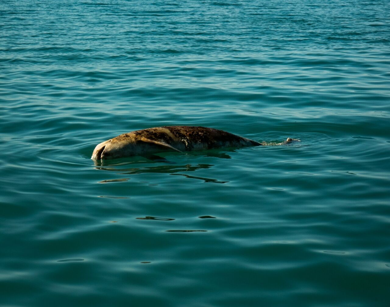 La vaquita marina es uno de los animales que afronta un gran peligro de extinción. (ARCHIVO)