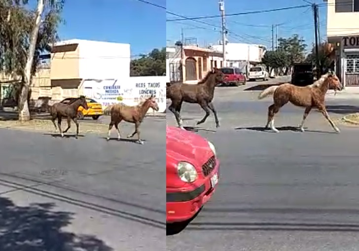 Los caballos fueron vistos corriendo sobre el boulevard Francisco Sarabia (CAPTURA)  