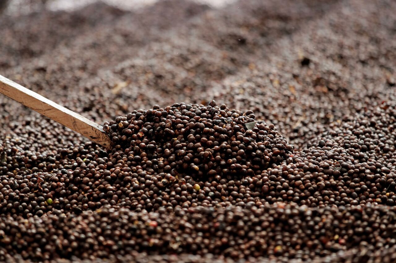 Brasil calcula que este año su producción cafetera llegará hasta las 55.7 millones de sacos de 60 kilos, lo que supondría la tercera mejor cosecha de su historia, según una previsión divulgada por el Gobierno. (ARCHIVO) 