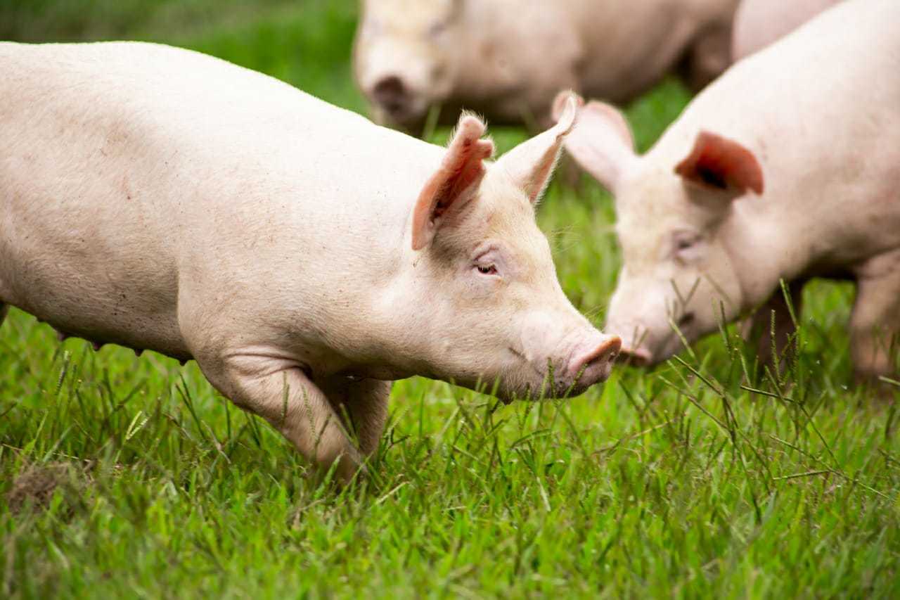 Un equipo de investigadores estadounidenses ha logrado trasplantar con éxito dos riñones de cerdo modificados genéticamente a un humano que se encontraba en muerte cerebral. (ESPECIAL) 