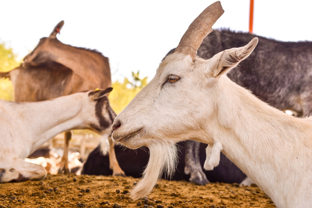 La Sader reportó que el estado de Durango cerró 2021 con una producción de 24 millones 786 mil litros de leche de cabra. (EL SIGLO DE TORREÓN)
