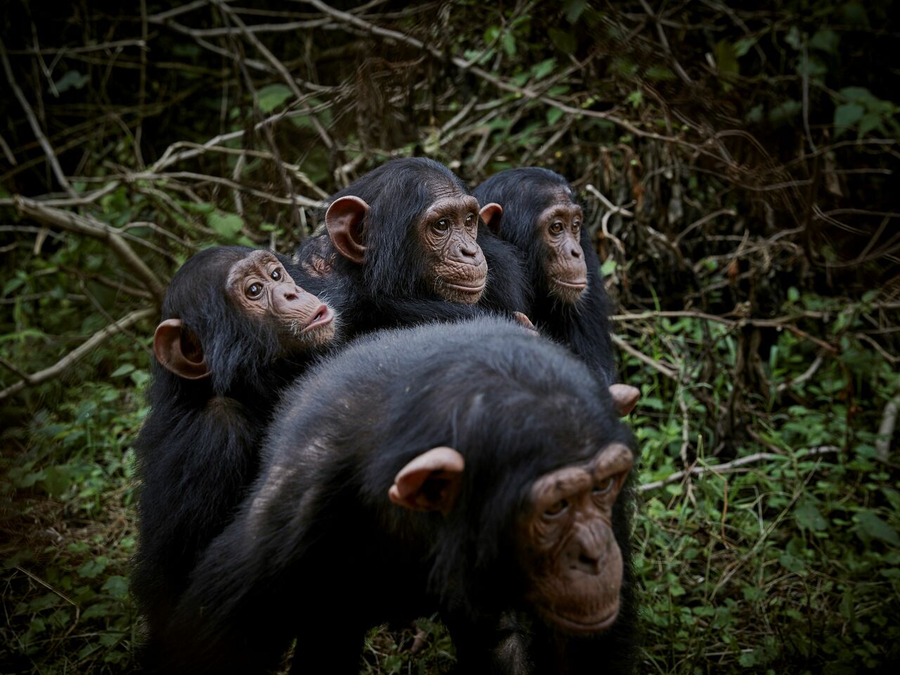 Los chimpancés no saben automáticamente qué hacer cuando se encuentran con nueces y piedras, sino que necesitan aprender de otros compañeros comportamientos complejos -como partir una nuez-, según un nuevo estudio. (ARCHIVO) 