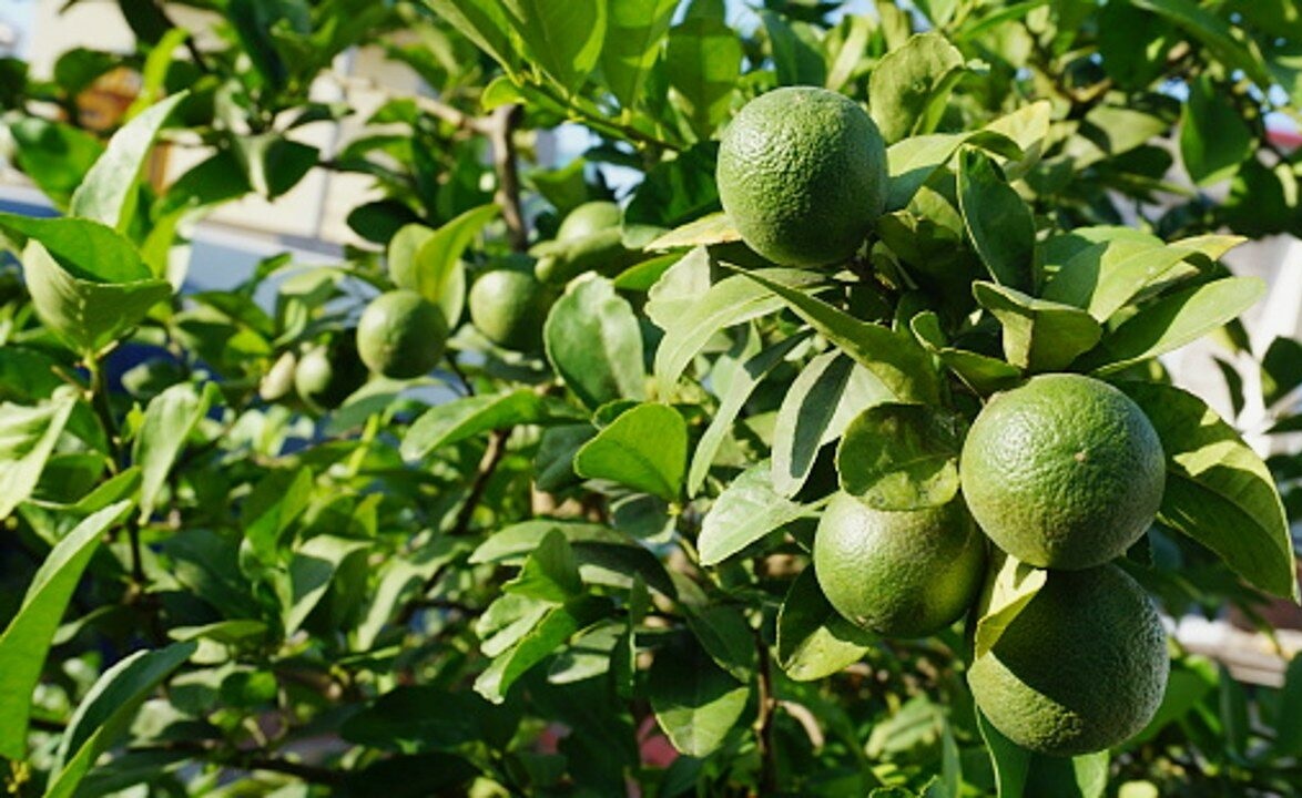 Árboles de limones entre lo más vendido en Mercado Libre