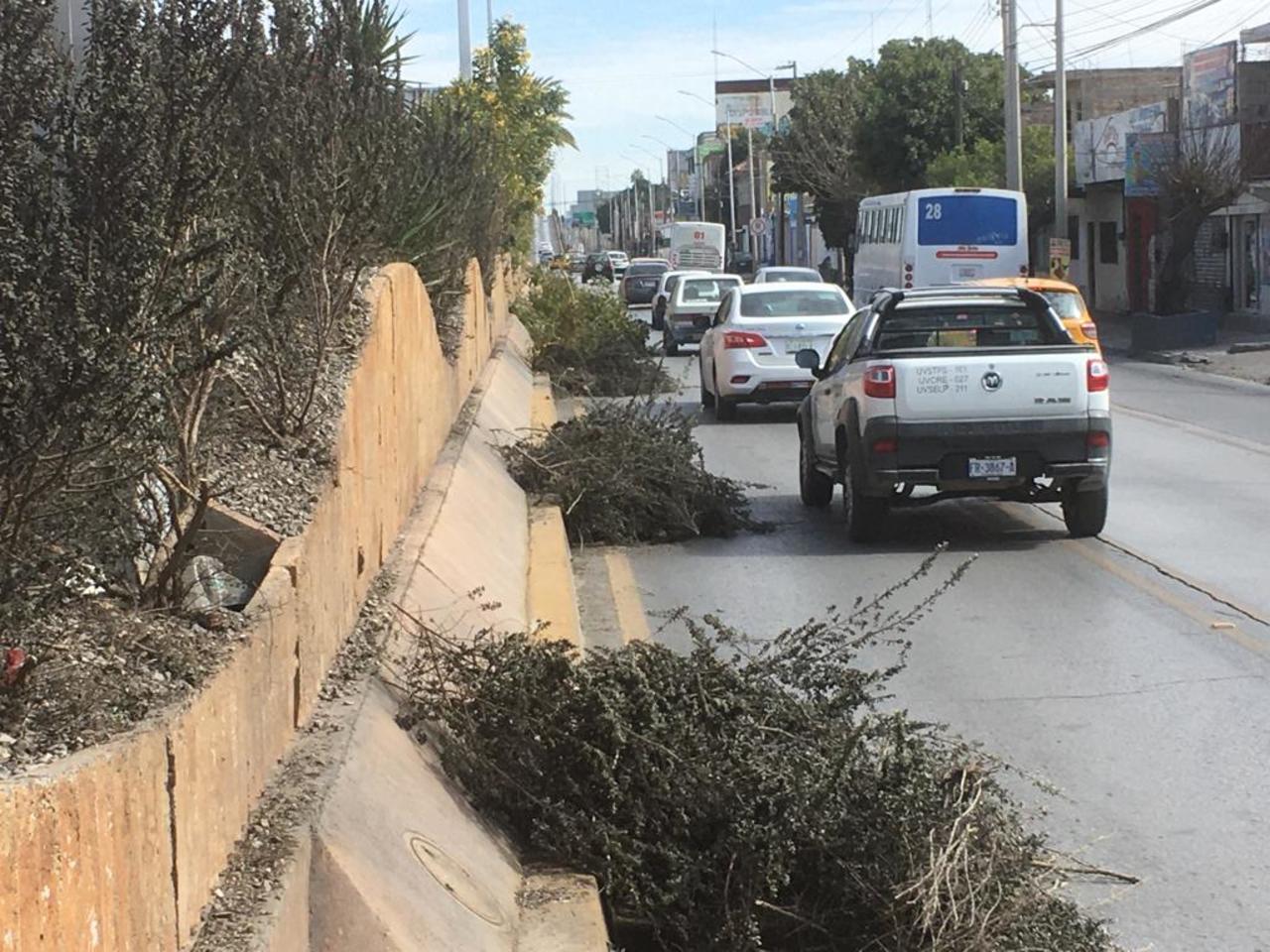 Autoridades podan vegetación en bulevar Revolución y dejan ramas en carril de circulación.