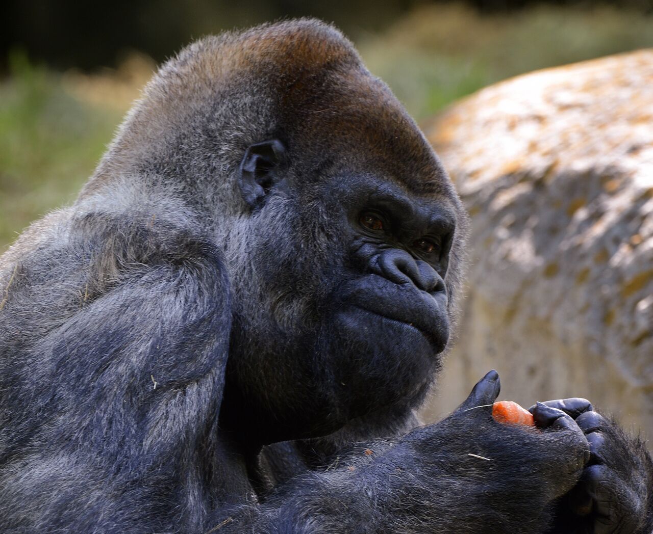 El gorila Ozzie falleció a la edad de 61 años (EFE) 