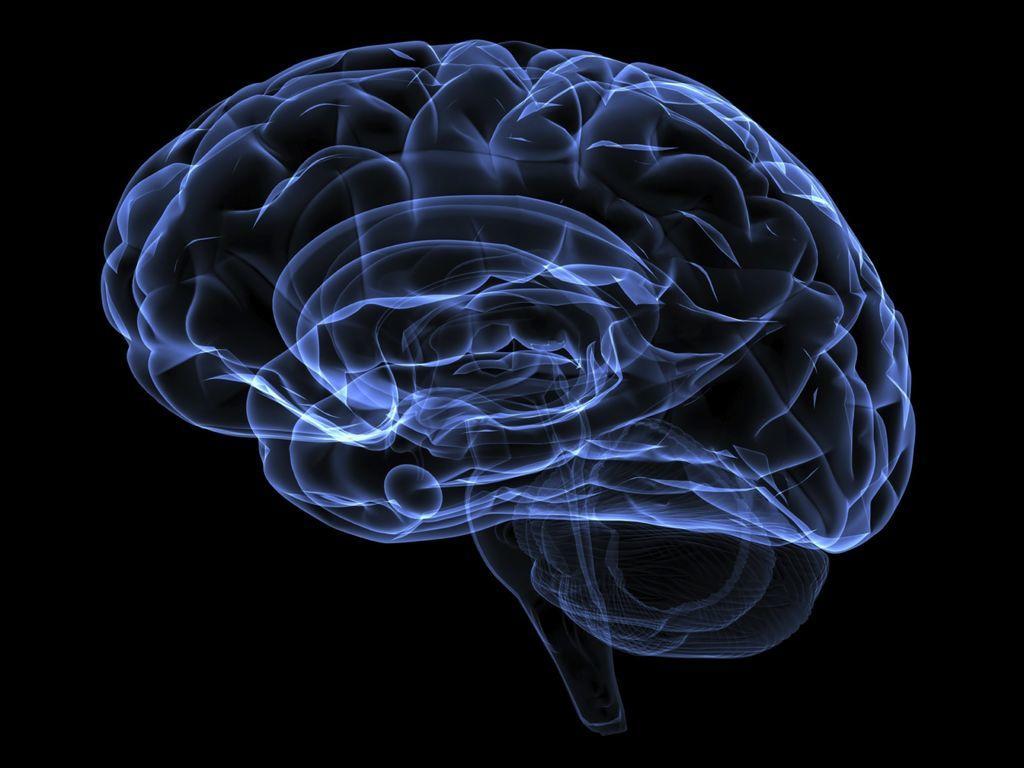 Un equipo internacional de investigación ha identificado en el cerebro de fetos una población de neuroblastos que migran a la corteza cerebral y dan lugar a interneuronas de tipo inhibidor, averiguando así el punto de partida de una organización celular que es esencial para el buen funcionamiento del cerebro. (ESPECIAL) 