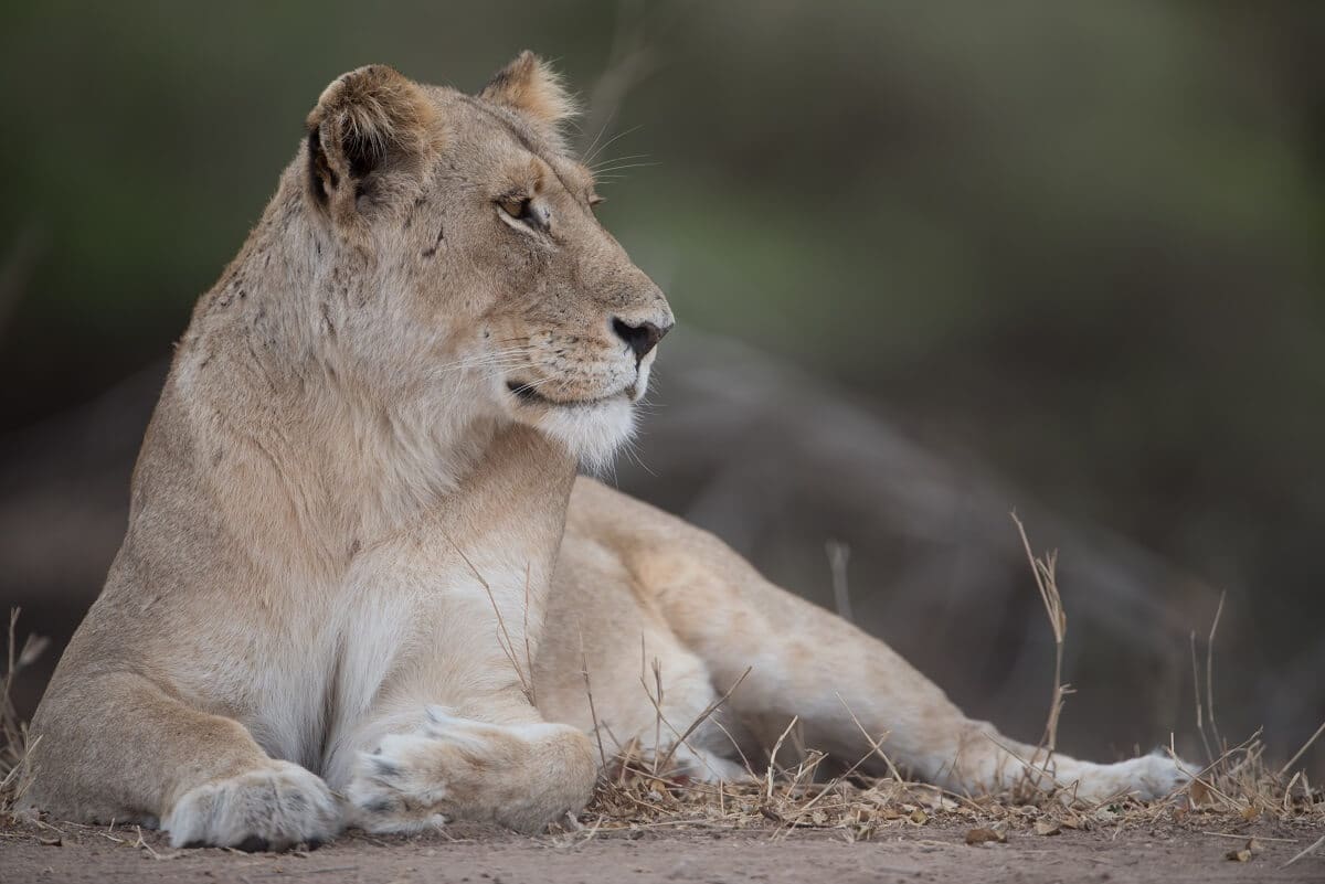 Una leona mató a su cuidador en un zoológico de Irán el domingo y se escapó con un león macho, merodeando por el parque antes de ser capturada, reportó la prensa local. (ESPECIAL) 