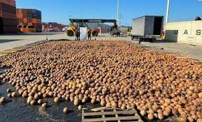 Las autoridades colombianas incautaron un cargamento de cerca de 20,000 cocos frescos que contenían en su interior cocaína líquida a punto de ser transportada hacia Europa, informó la Fiscalía el jueves. (ESPECIAL) 