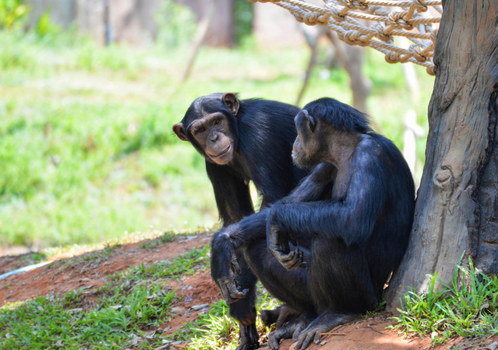 La primera vez que observaron este comportamiento fue en 2019, cuando una chimpancé llamada Suzee inspeccionaba una herida en el pie de su hizo adolescente. (ESPECIAL) 