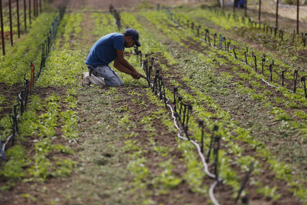 la dependencia federal estimó que la producción de granos y oleaginosas aumentará 1.2 por ciento. (ARCHIVO) 