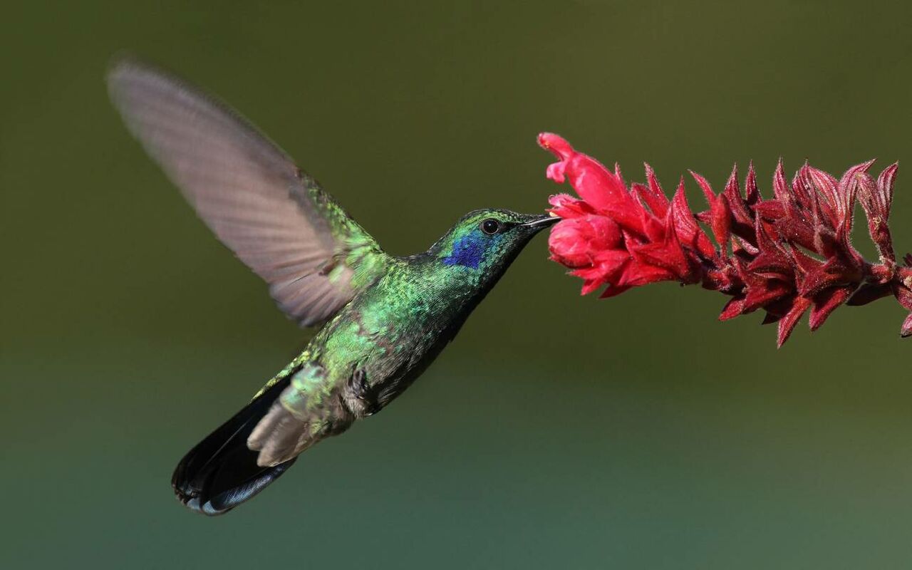 Llaman a evitar utilizar colibríes para 'amarres' este San Valentín