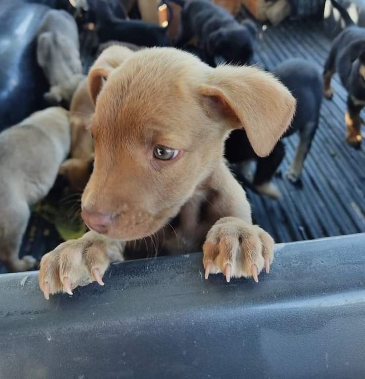 Llaman a aprovechar para esterilizar a las mascotas. (EL SIGLO DE TORREÓN)