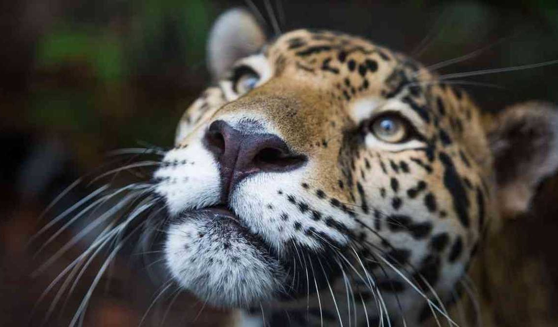 En redes se difundieron fotos que exhiben a los cazadores desollando al felino (ESPECIAL)