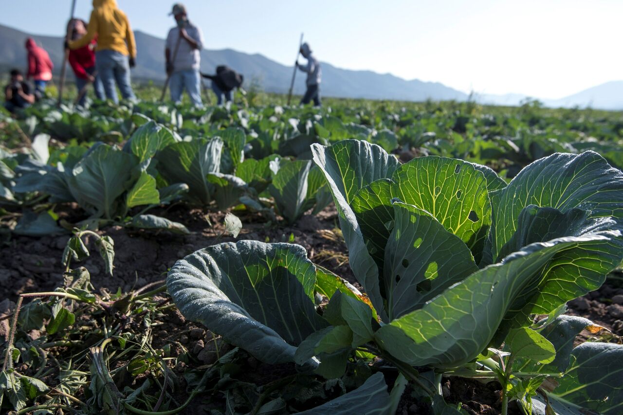 Baudilio Rodríguez Abusaíd, presidente de la Confederación Nacional de Productores Rurales, explicó que los fertilizantes, en la actualidad, son vitales, pues se requiere contar con altas dosis para tener un campo productivo, (ARCHIVO) 
