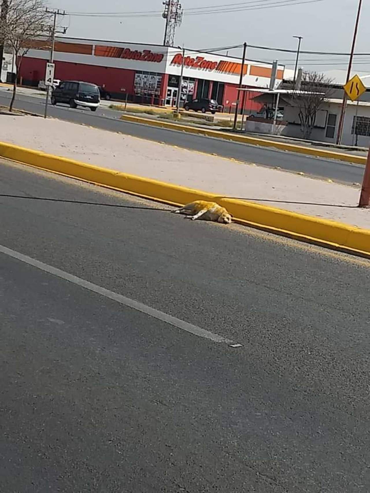 El perro fue pintado junto con la cordonería del camellón central del periférico, lo que provocó indignación en redes sociales.