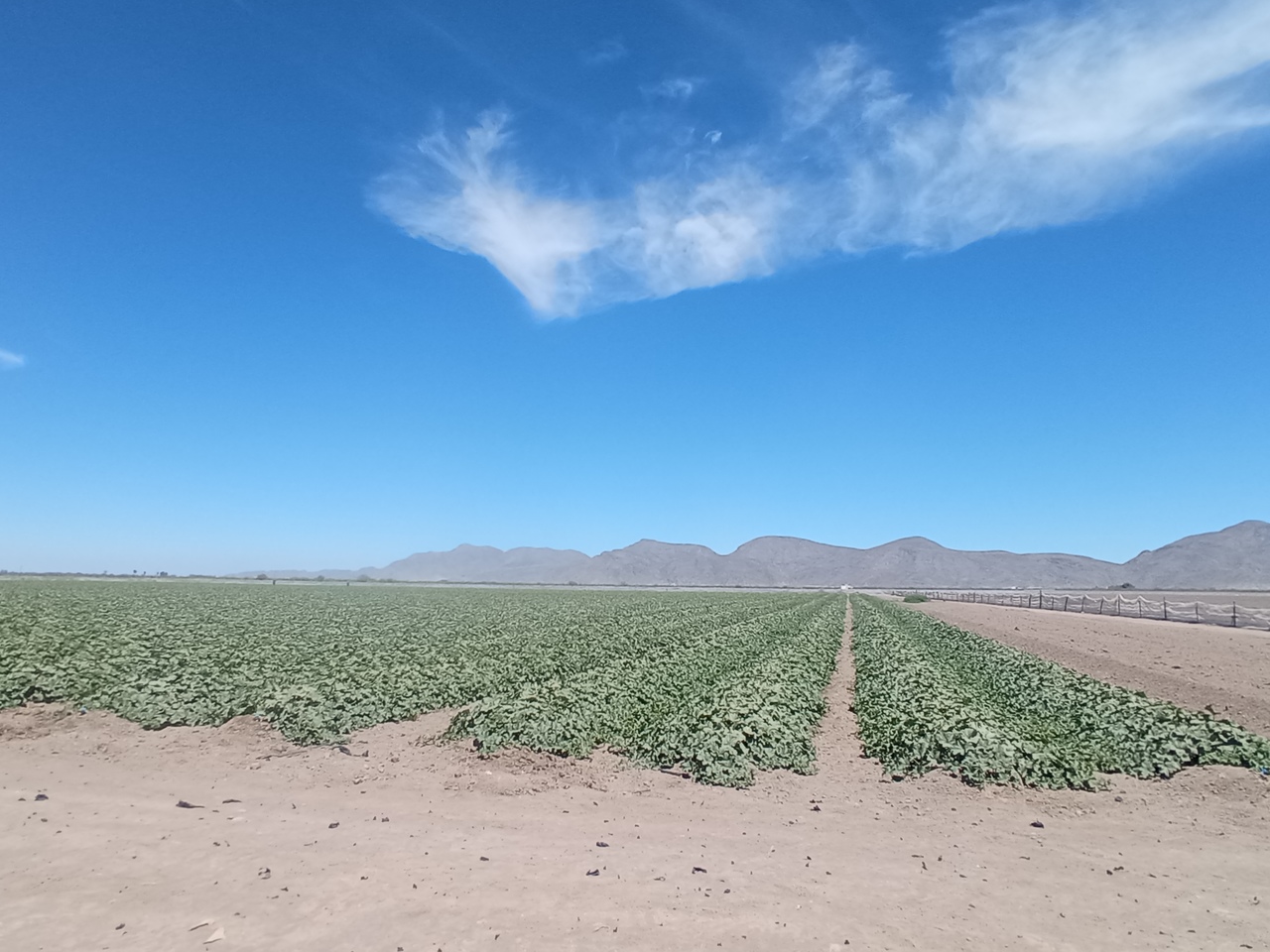 La planta de melón aguantó un poco las bajas temperaturas.