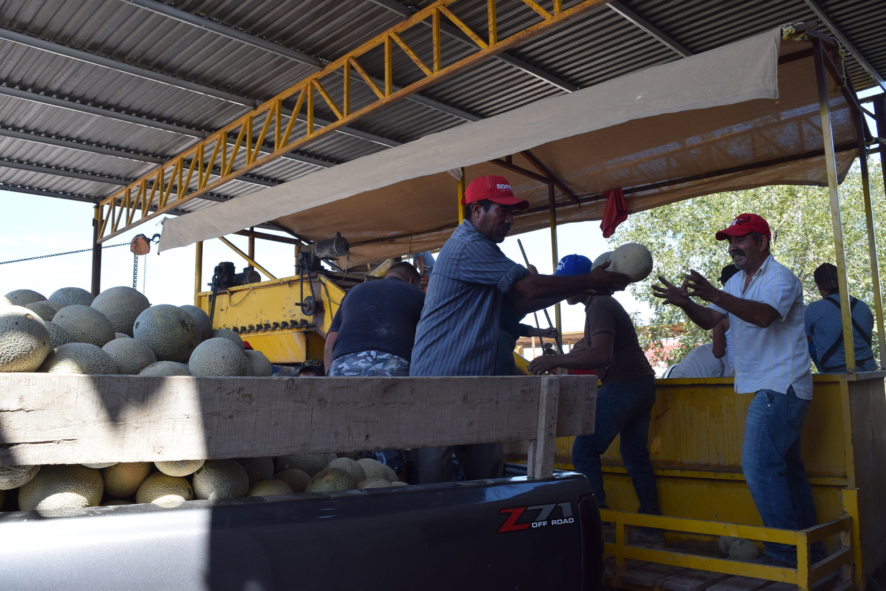 Aseguran que es la primera vez que se creará un Consejo de Productores de Melón y Sandía en Matamoros. (ARCHIVO)