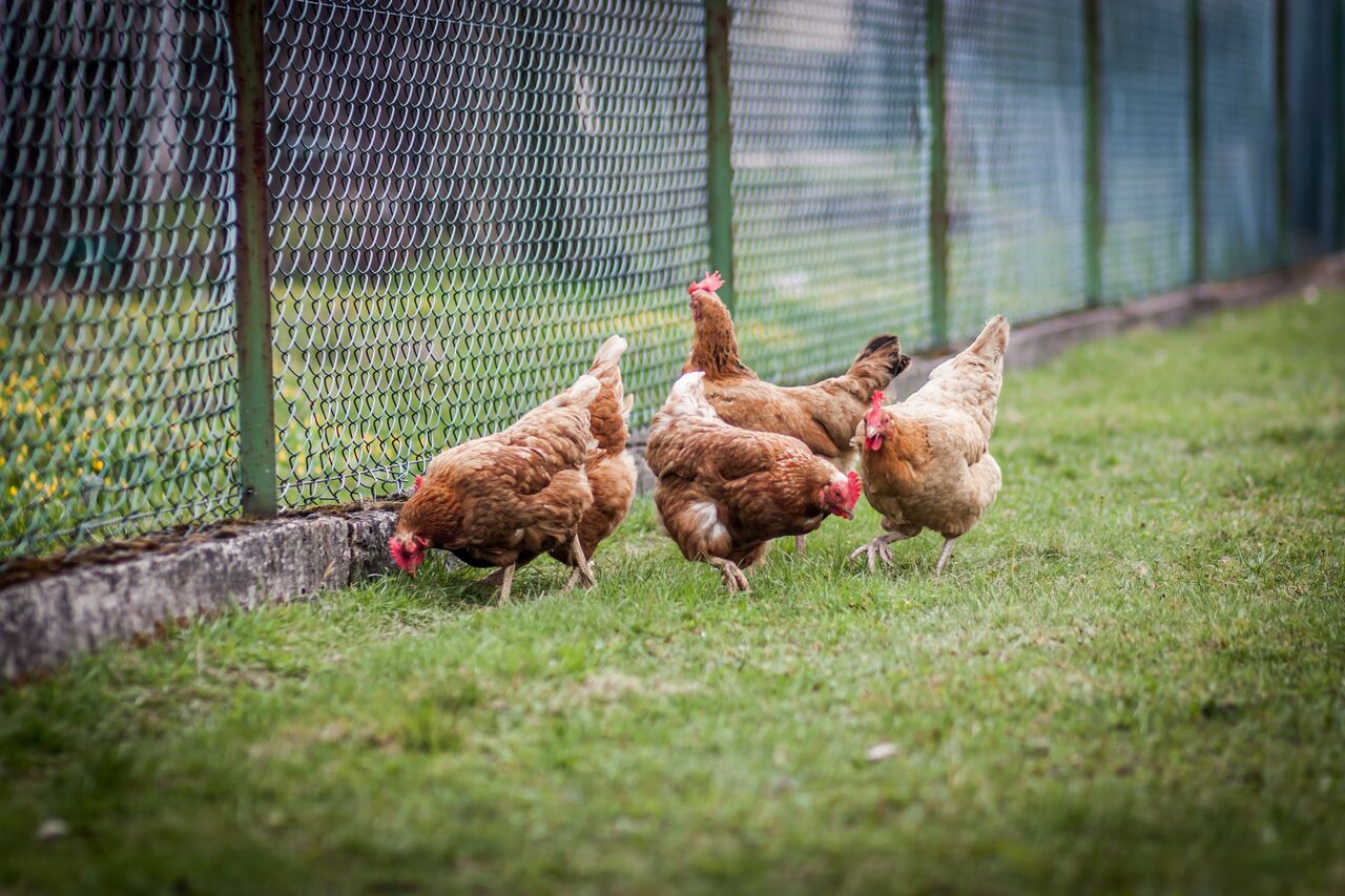 Los animales eran criados en tres instalaciones de la planta productiva y todos dependen 'exclusivamente' de la electricidad para su alimentación. (ARCHIVO)