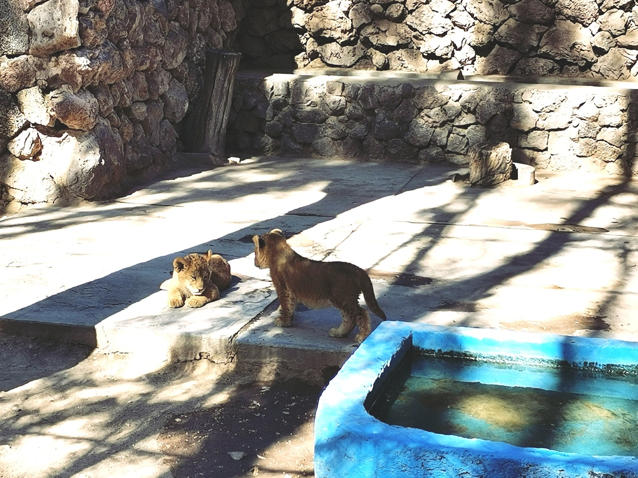 Hay dos cachorros de león machos en el zoológico Sahuatoba, con buen estado de salud.