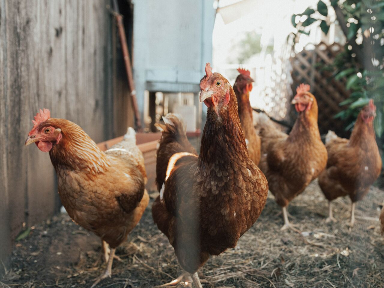 Actualmente hay diferentes cepas de la gripe aviar presentes en China y el mundo que infectan a humanos que se dedican a trabajar con aves de corral. (ARCHIVO)