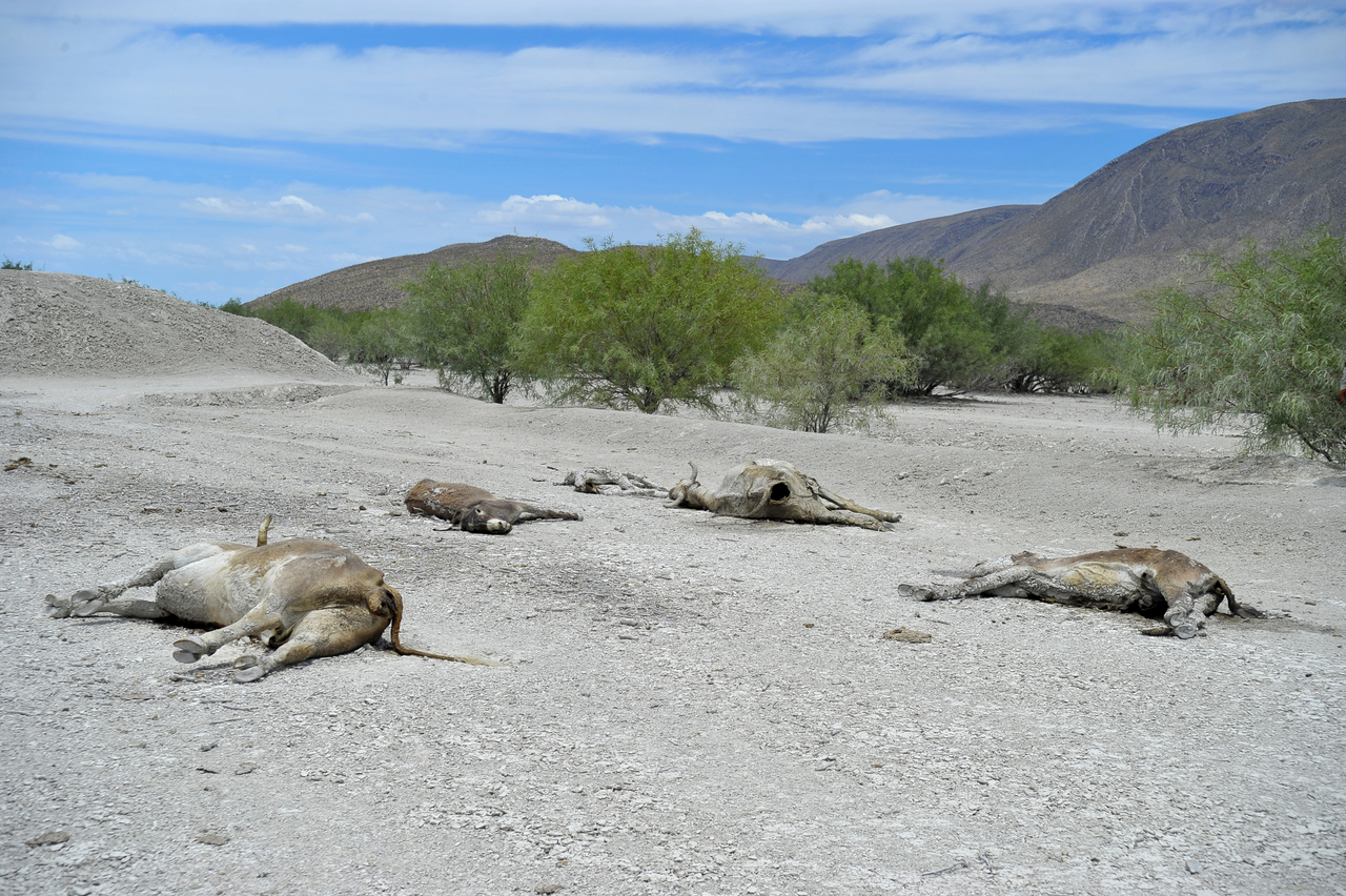 Todavía no se tiene un estimado de cuántas cabezas de ganado bovino han muerto por la sequía. (EL SIGLO DE TORREÓN)