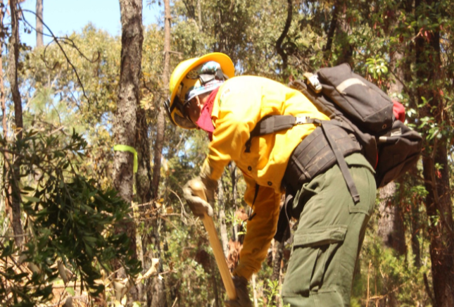Las actividades humanas provocan el 99 % de los incendios forestales. (EL SIGLO DE TORRÉON)