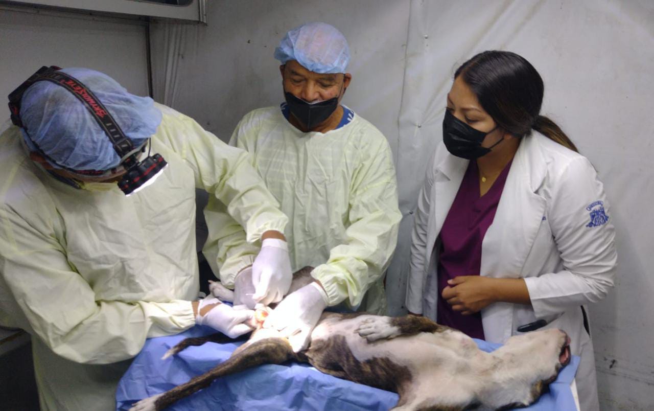 Prevención Social esteriliza alrededor de 25 mascotas en Lerdo