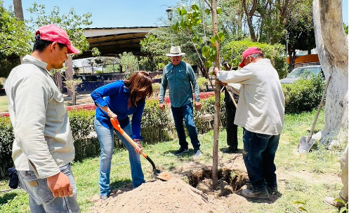 Realizan reforestación emergente en la Unidad Deportiva de Torreón
