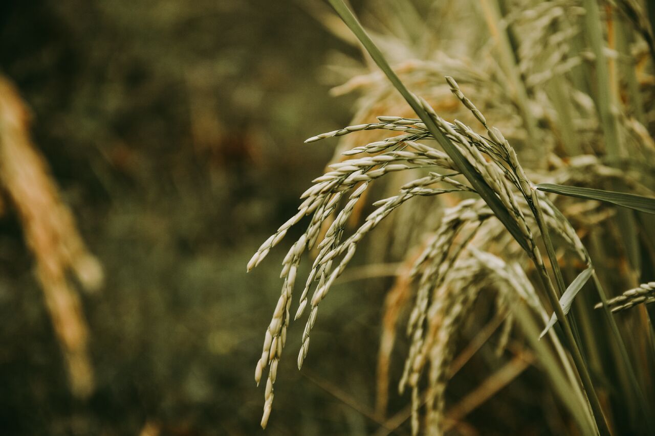 Ante la falta de fertilizantes y pesticidas químicos, junto con la escasez de productos agrícolas orgánicos, muchos agricultores suspendieron la recolección de arroz. (ARCHIVO)