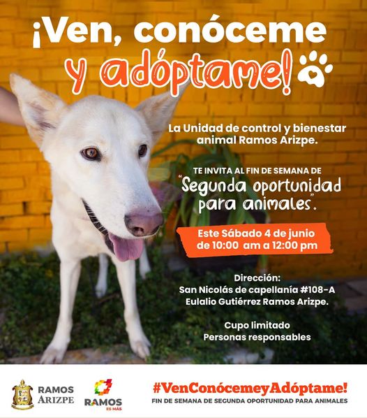 Invitan a adoptar mascotas en Ramos Arizpe