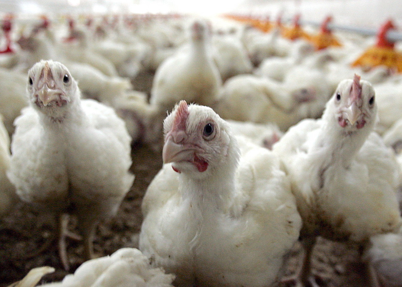 Se sacrificaron alrededor de un millón de pollos en las 44 granjas avícolas donde detectaron el virus. (EL SIGLO DE TORREÓN)