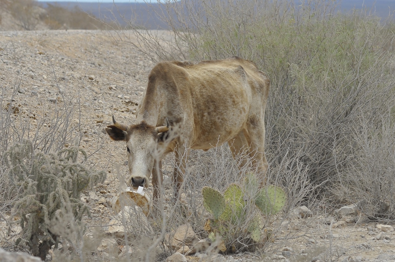 Hace alrededor de ocho días se contabilizaban aproximadamente 13 mil cabezas de ganado muertas por causa de la sequía.