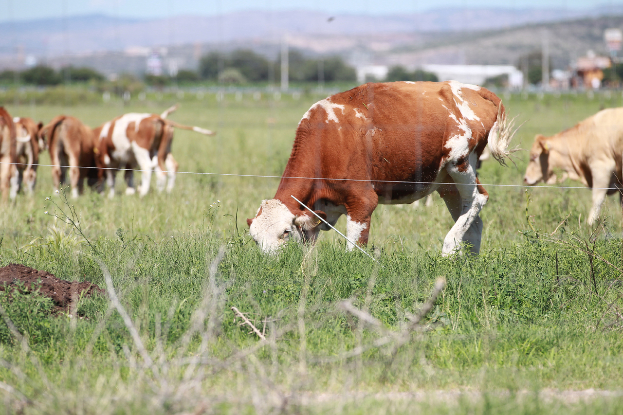 Los equinos comen el doble que un ganado bovino y pocos productores se deshicieron de ellos en la sequía.