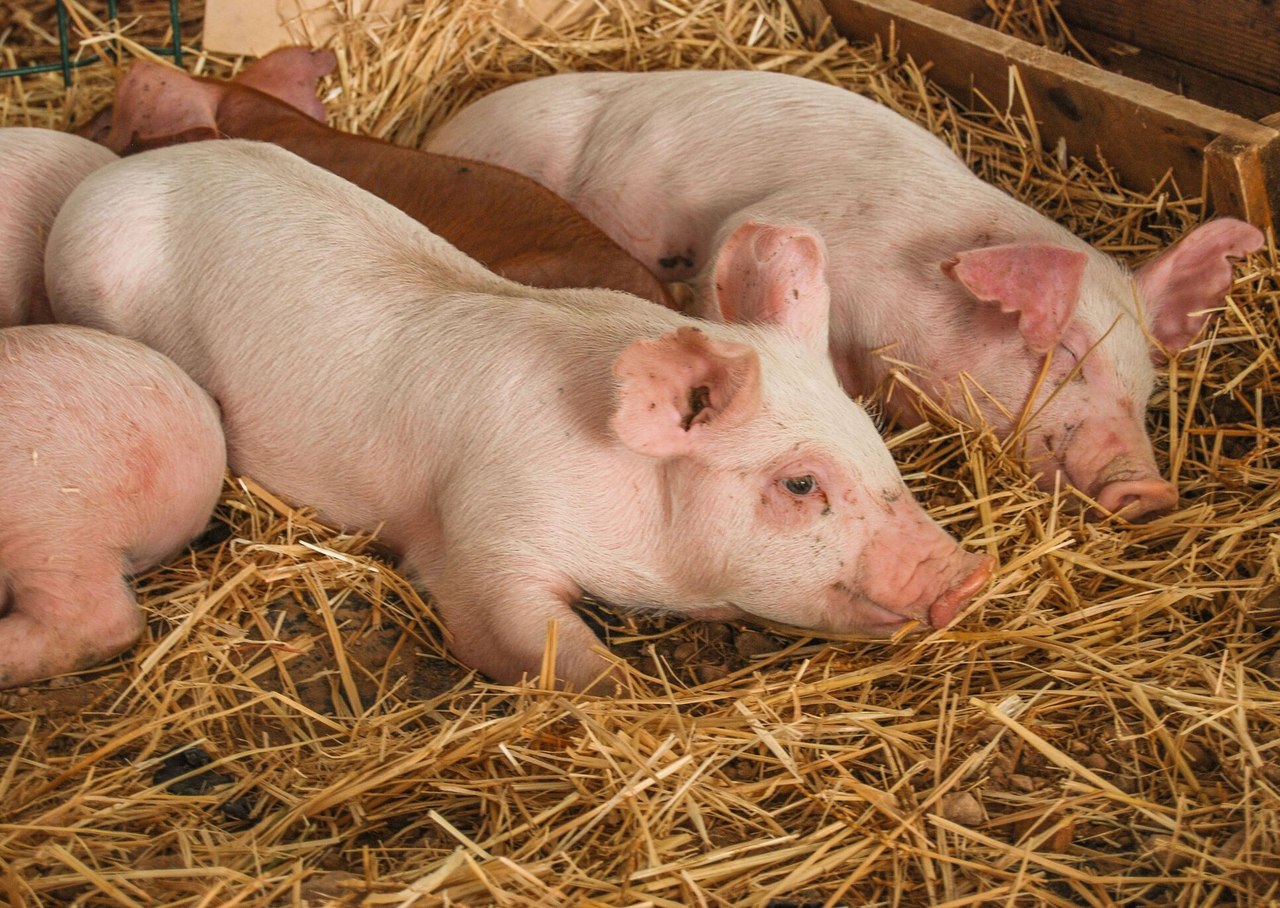 En Durango la producción de carne de cerdo es modesta con relación a la que se registra en otras entidades del país. (EL SIGLO DE TORREÓN)