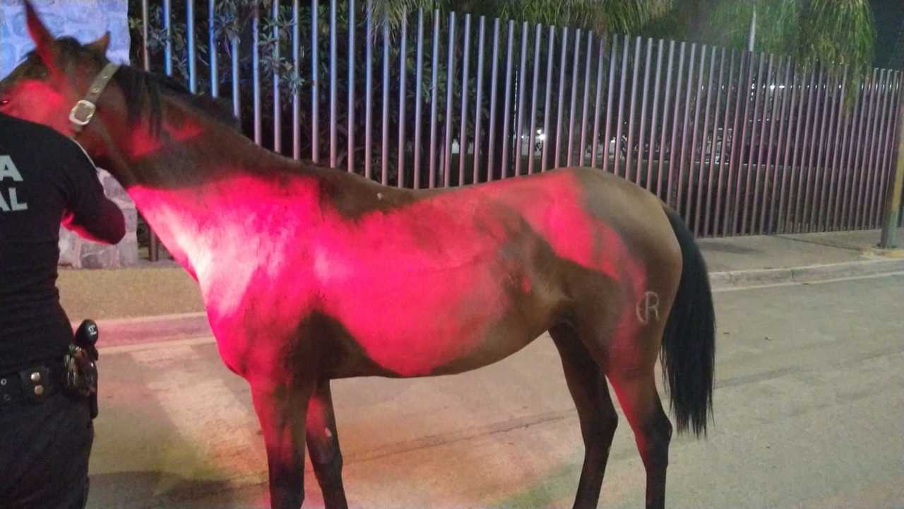 La madrugada del miércoles los agentes de seguridad atraparon un caballo que corría por la carretera Torreón-Matamoros.