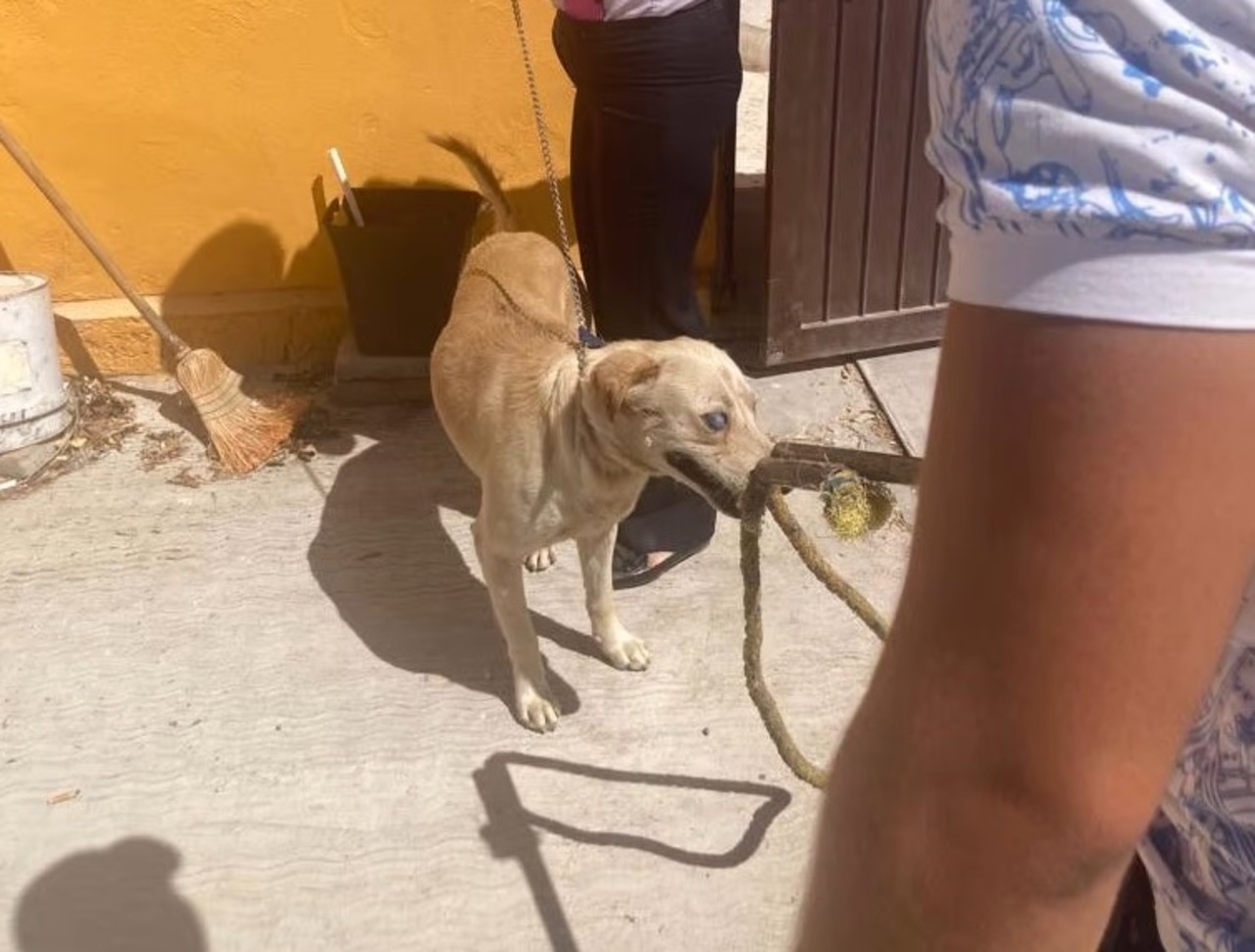 Llaman en Gómez Palacio a mantener el cuidado de las mascotas y a ser dueños responsables.