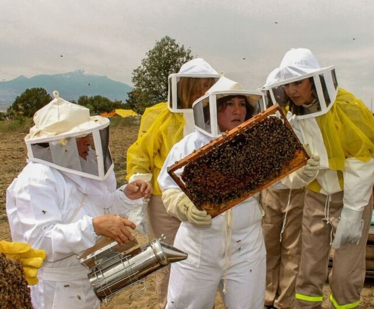 Durango reportó una producción de 126 toneladas de miel durante el primer semestre del presente año. (EL SIGLO DE TORREÓN)