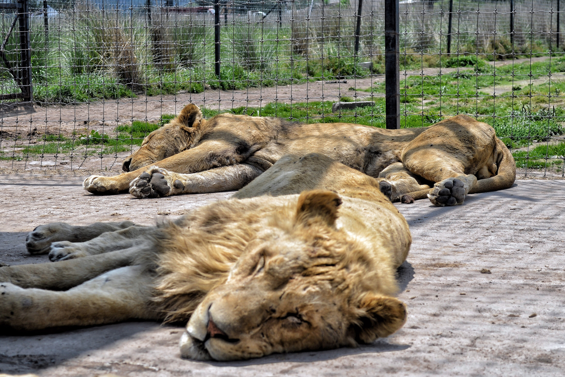 Trasladan a parque de conservación silvestre en Puebla a leones y jaguares  rescatados del maltrato - El Siglo