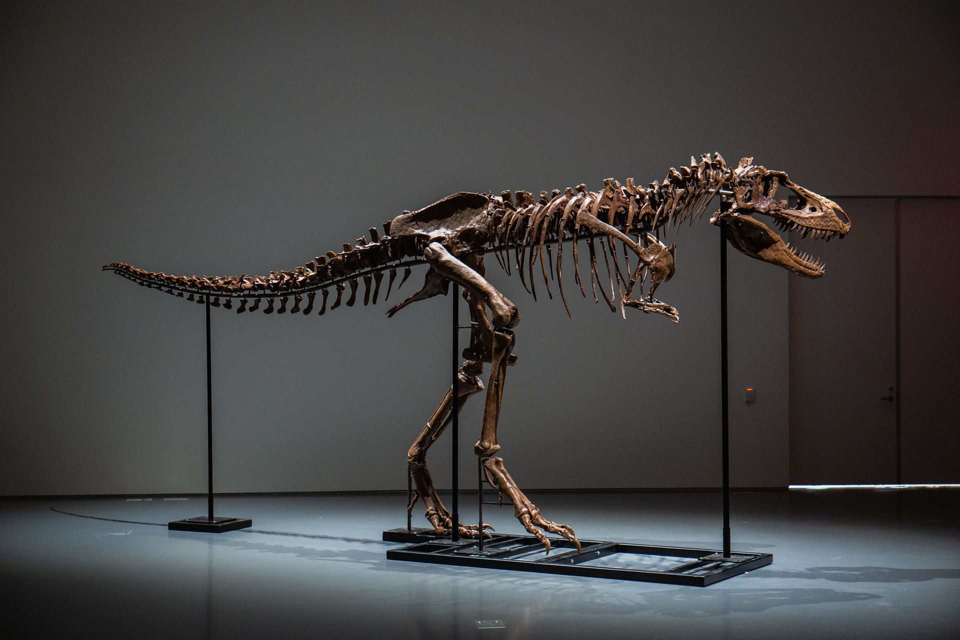 Llamado Gorgosaurus, es un familiar del Tiranosaurus Rex pero más rápido y pequeño. (EFE)