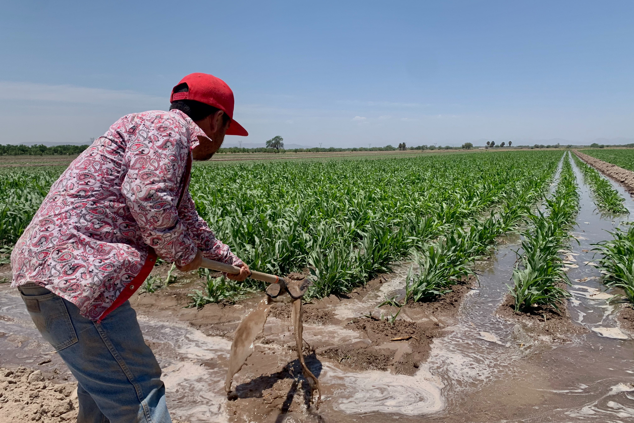 El sector agropecuario cuenta con cerca del 80 por ciento del agua disponible en la Comarca Lagunera.